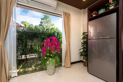 Potted plants on glass window