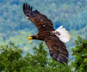 Bird flying in the sky