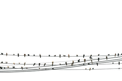 Flock of birds perching on cable against clear sky