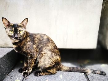 Portrait of cat sitting outdoors