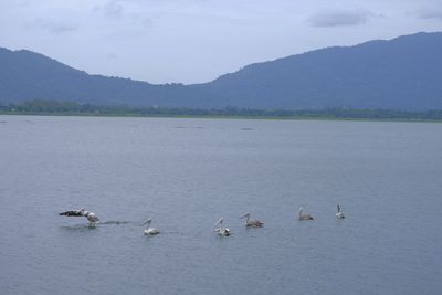 Ducks swimming in lake against mountains