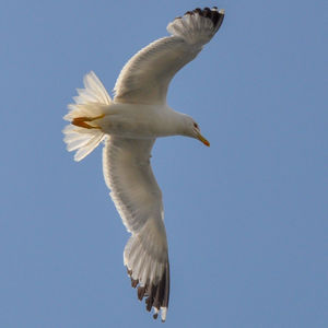 Low angle view of seagull flying against clear blue sky