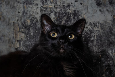 Close-up portrait of black cat against wall