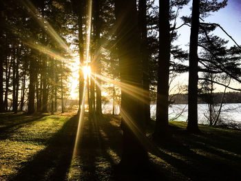 Sun shining through trees