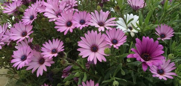 Close-up of pink flowers