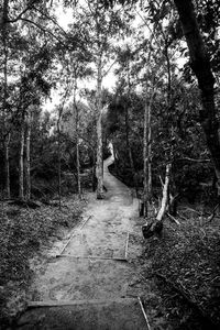 Footpath amidst trees in forest