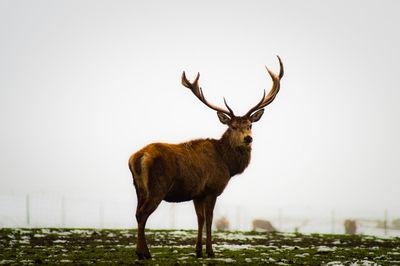 Stag standing on field against clear sky during winter