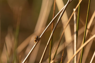 Close-up of insect on grass