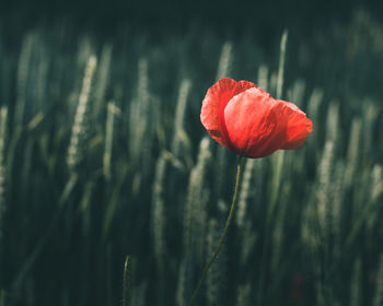 Close-up of red poppy flower