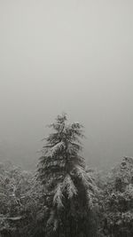 Pine tree against sky during winter