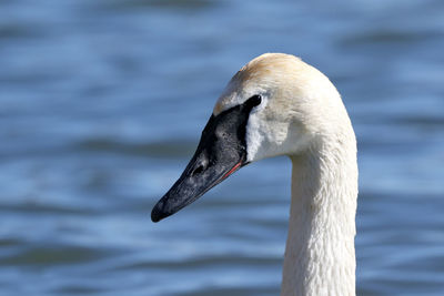 Close-up of swan