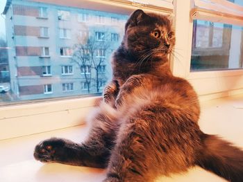 Close-up of cat looking through window at home