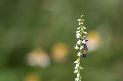 Close-up of ladybug on plant