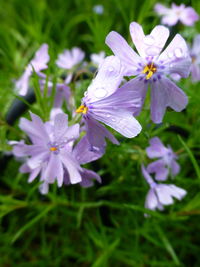 Close-up of purple flowering plant on field