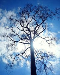 Low angle view of bare tree against blue sky