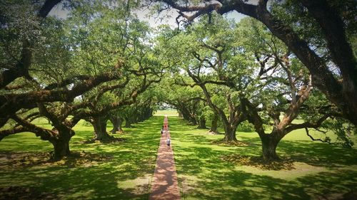 Footpath amidst trees
