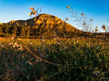 Scenic view of field against clear sky during autumn