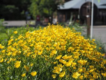 Close-up of yellow flowering plants on field