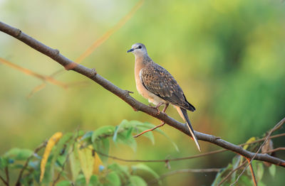 Close-up of bird perching on tree