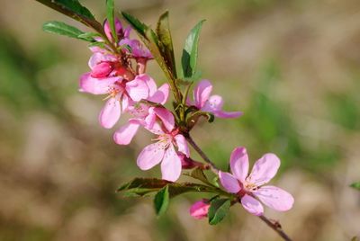 Close-up of pink cherry blossoms