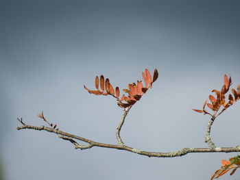 Low angle view of plant against clear sky