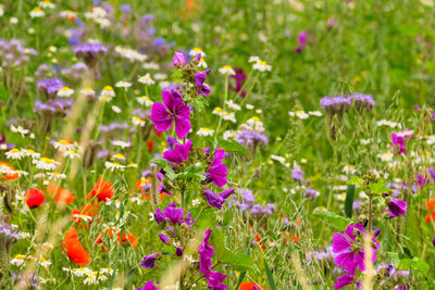 Close-up of fresh purple flowers in field