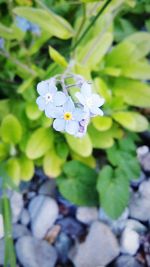 Close-up of purple flowers blooming outdoors