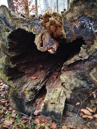 Close-up of lizard on tree