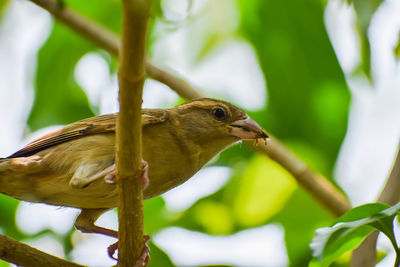 Close-up of bird perching on branch