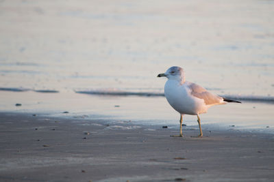 Seagull perching on a beach at evening light