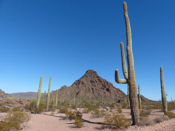 Plants growing in desert against clear blue sky