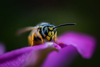 Close-up of insect