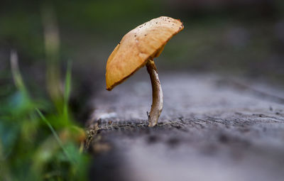 Close-up of plant against blurred background