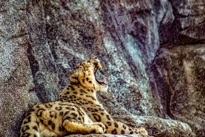 Cat lying on rock