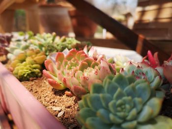 Close-up of cactus flower for sale