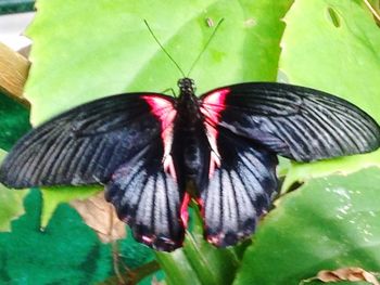 Close-up of butterfly on leaf