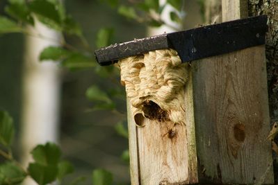 Close-up of lizard on wooden post