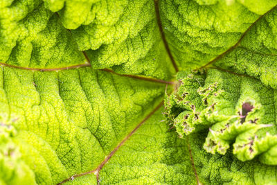 Full frame shot of fresh green leaf use for background