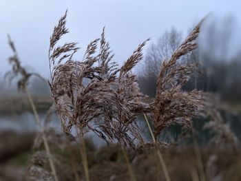 Close-up of dried plant on field against sky