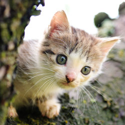 Close-up portrait of a cat