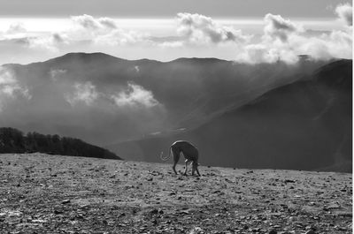 Horse on field against sky