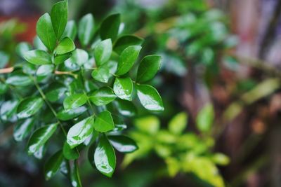 Close-up of green leaves