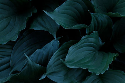 Full frame shot of green leaves on plant