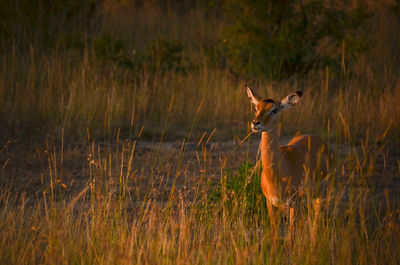 Deer standing in a field