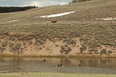 Bison crossing the yellowstone river on a sunny spring day.