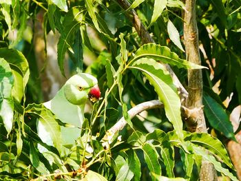 Close-up of bird perching on branch