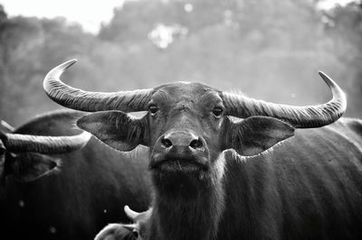 Close-up portrait of buffalo outdoors