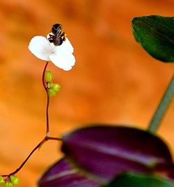 Close-up of plant against blurred background