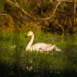 A beautiful family of wild whooper swans in wetlands. adult birds with cygnets swimming in water. 