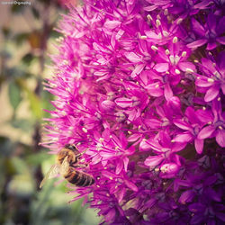 Close-up of pink flowers